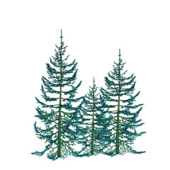 Pine