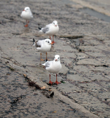 Seagull
