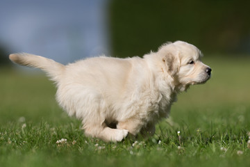 Young golden retriever puppy running away