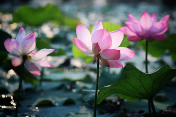 blooming lotus flower with beautiful bokeh.