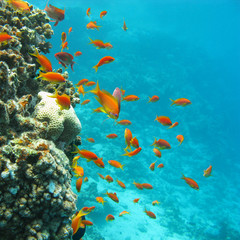  coral reef with shoal of fishes scalefin anthias, underwater