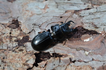 scarabeo Lucanus Cervus  comunemente  cervo volante