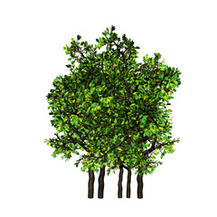 Obraz premium Tree