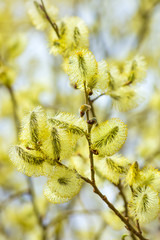 Spring background with bright blooming willow branch