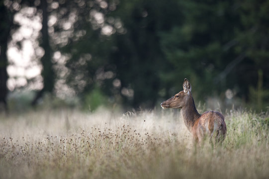 biche dans une clairi&egrave;re en Ardenne
