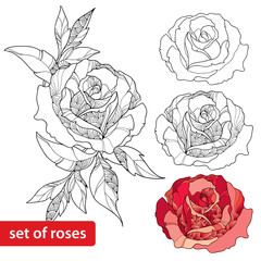 Set of rose flower isolated on white background