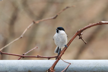 A small singing bird
