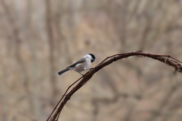 Bird walking on the grape branch