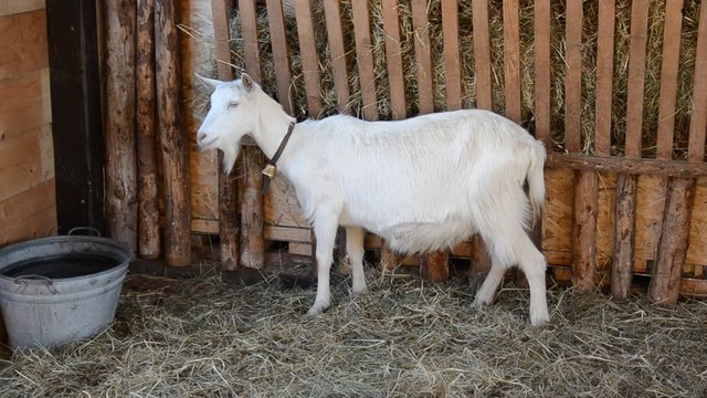 Ziege im Stall