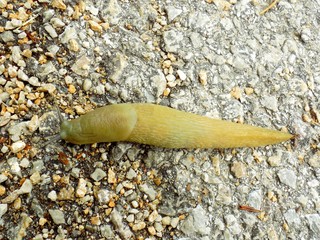 Snail on asphalt road