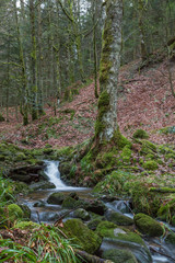 ruisseau des Vosges