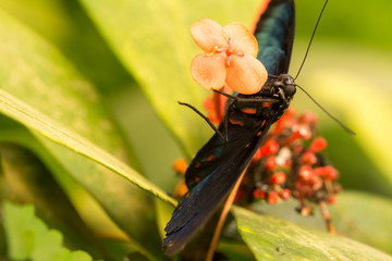 Schmetterling © mp1982_06