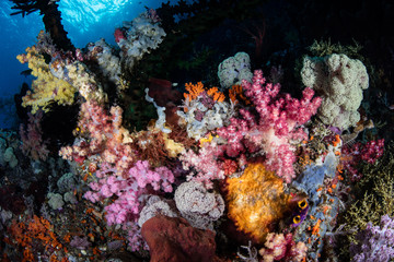 Naklejka na ściany i meble Vibrant Soft Corals in Indonesia