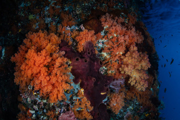 Fototapeta na wymiar Brilliant Soft Corals Underwater