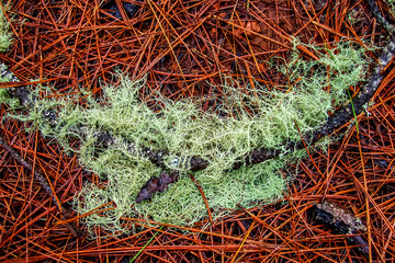 Ветка со мхом на фоне красных сосновых иголок. Фон. © soloviev_andrey