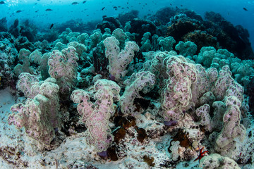 Naklejka na ściany i meble Soft Corals on Reef Slope