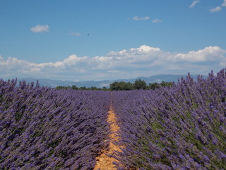 Obraz premium provence