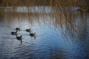 Gänse-Formation im See unter Trauerweide