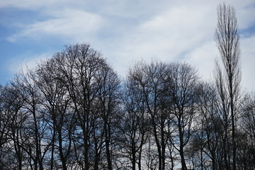Fototapeta na wymiar Im Englischen Garten - Bäume im Winter