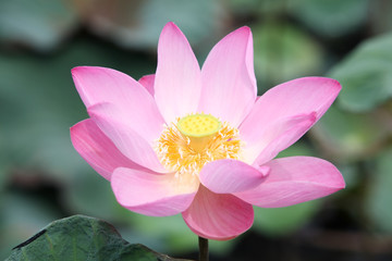 beautiful lotus flower.
