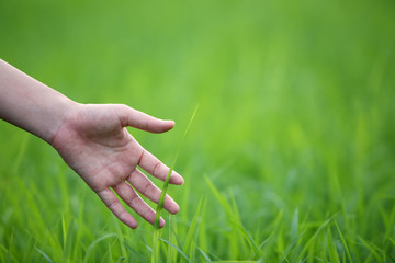 hand touching green paddy leaf.
