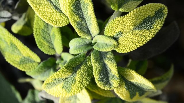 Salbei, Salvia, officinalis, Heilpflanze und Gew&uuml;rz