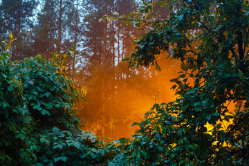 Evening fog  illuminated by a streetlight