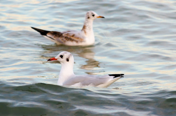 White seagulls drifting in the sea waves in the evening