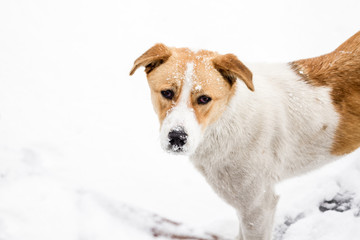 Street Dog Walking and Hounding in the Snow