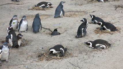 Baby Pinguino in Boulders Beach