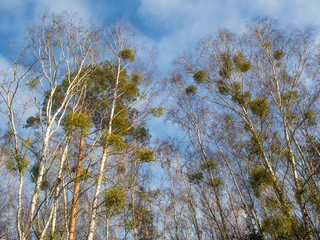 Jemioła na drzewach w lesie