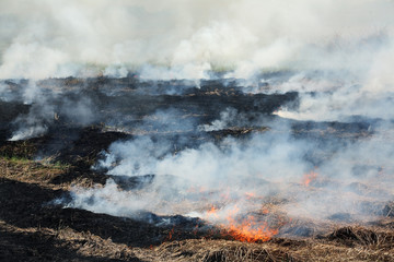 burning straw in paddy field.