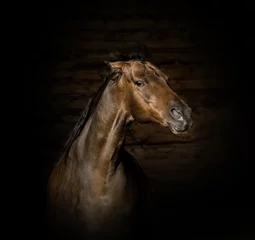 Fototapeten Portrait of the brown angry horse © ashva