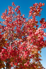 red maple tree with blue sky