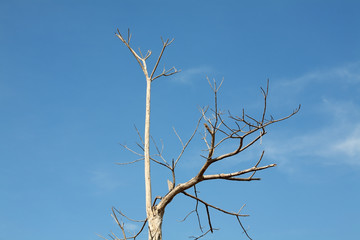 dry tree against blue sky.