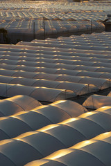 Fototapeta premium Greenhouse 