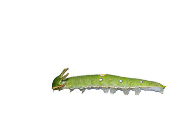 Isolated caterpillar of Tawny Rajah butterfly