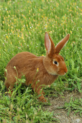Beautiful red rabbit on grass
