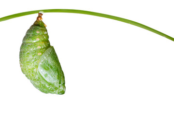 Obraz premium Isolated pupa of Tawny Rajah butterfly