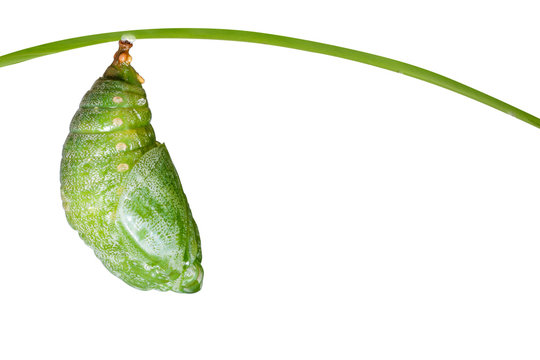 Isolated pupa of Tawny Rajah butterfly