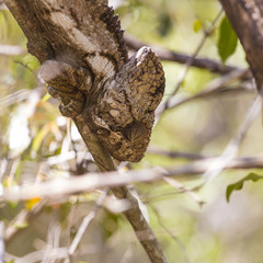 Chameleon on a brown branch in a jungle
