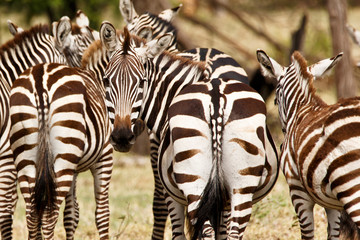 Zebras