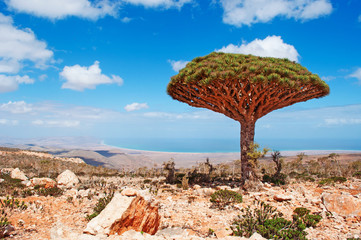 Naklejka premium Panoramica del Mare Arabico con albero di Drago, simbolo dell'isola di Socotra, altopiano Dixam, Yemen