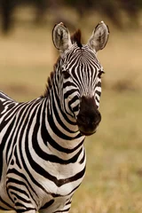 Gardinen Zebra © Nadine Haase