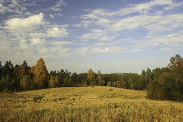 landscape ripe rye field at the edge of forest