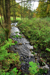 Bach im Naturschutzgebiet