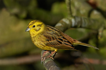 Yellowhammer (Emberiza citrinella)