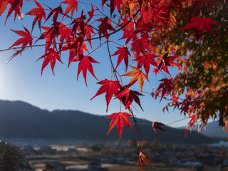 Beautiful Colorful Autumn Leaves