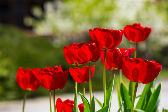 red tulips on color blurred background
