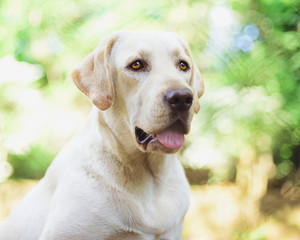 portrait of labrador retriever
